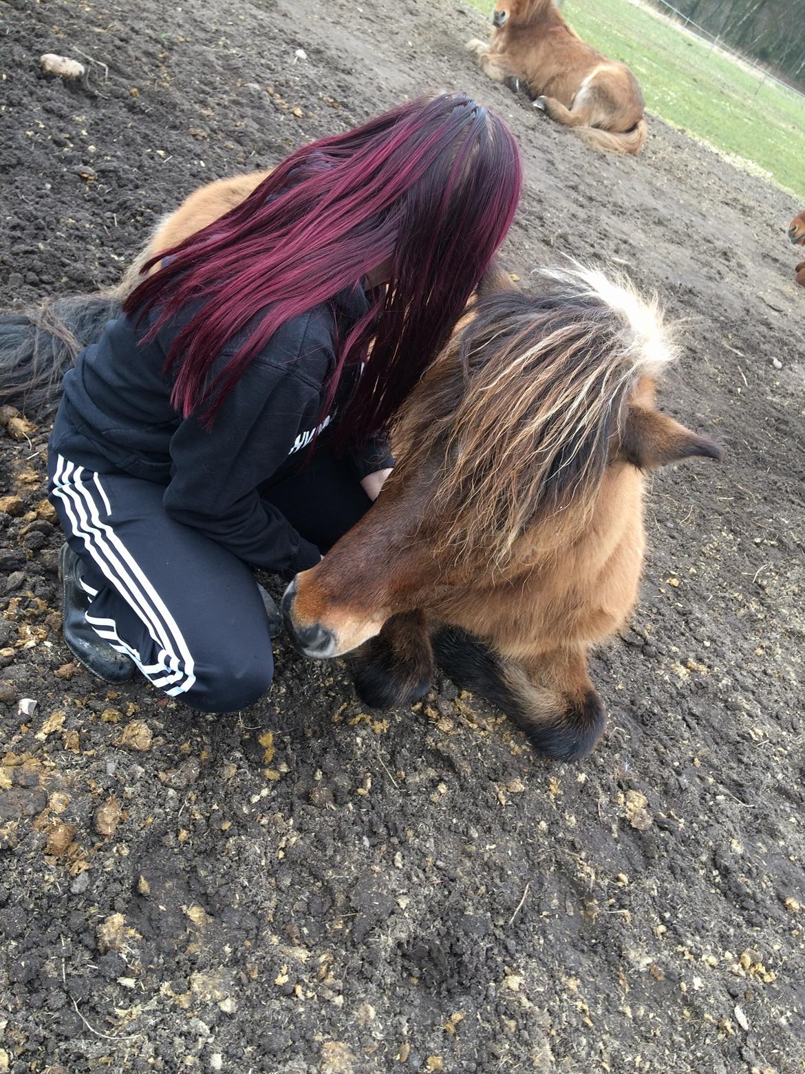 Islænder Magnus billede 20