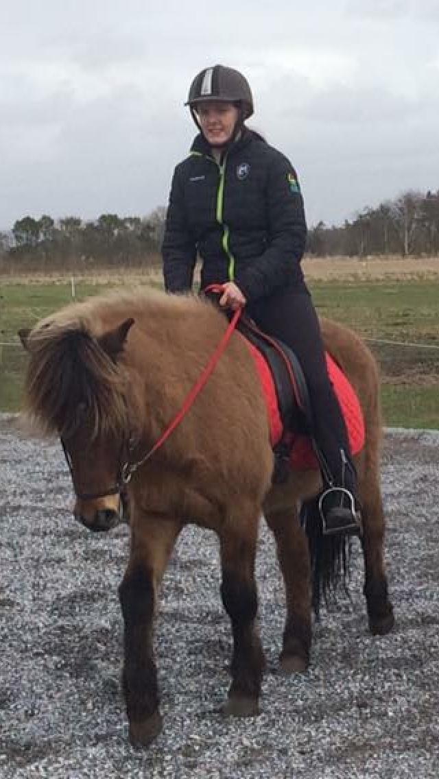 Islænder Magnus billede 4