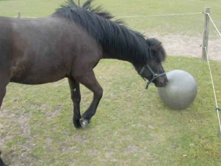 Islænder Flóra - Leger med bold! <3 17.05.16 billede 5