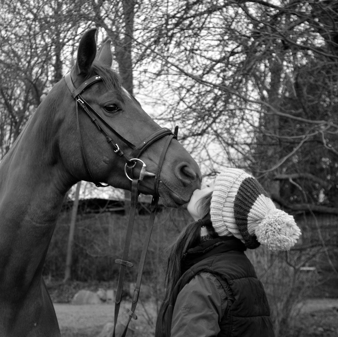 Tysk Oldenburger First Romance (tidl. I ridning) billede 9