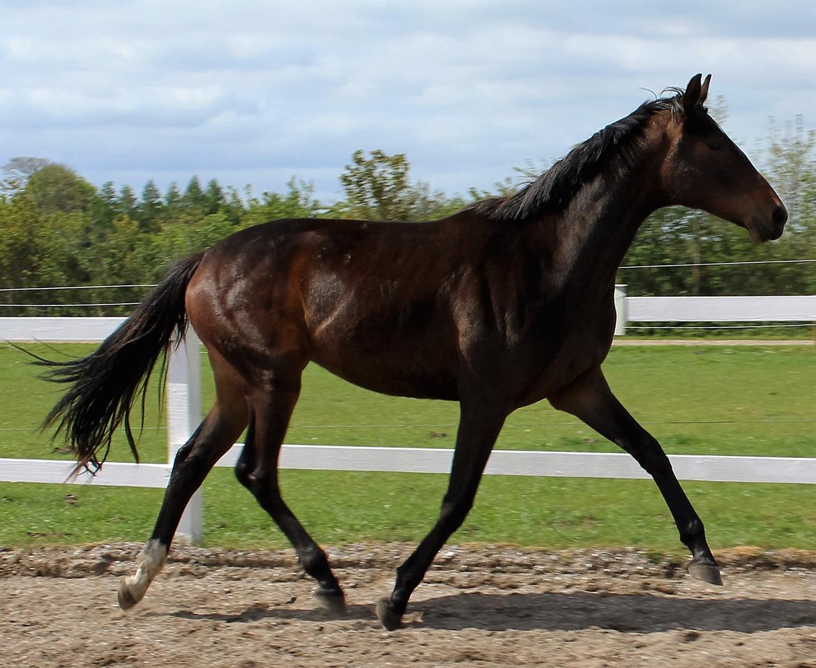 Dansk Varmblod Sanddallunds florina billede 16