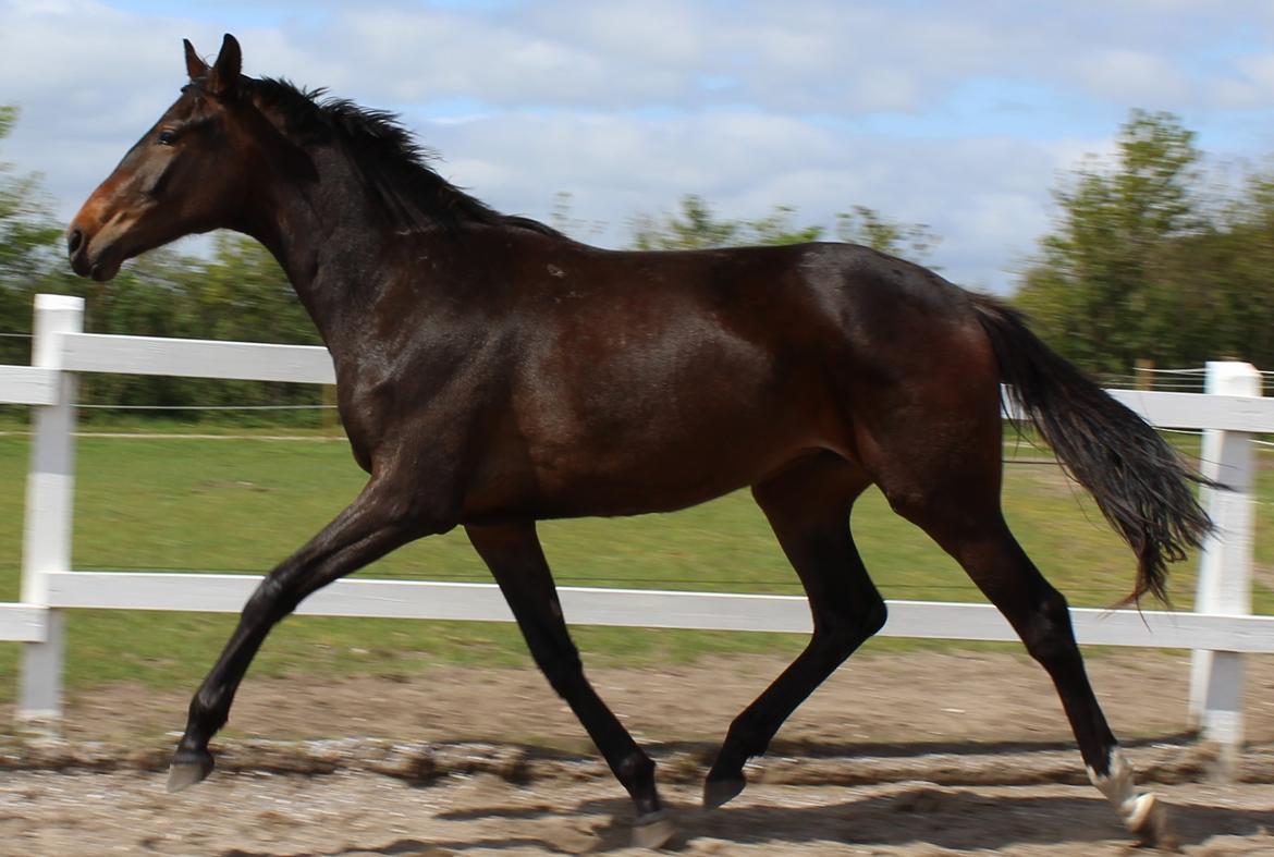 Dansk Varmblod Sanddallunds florina billede 15