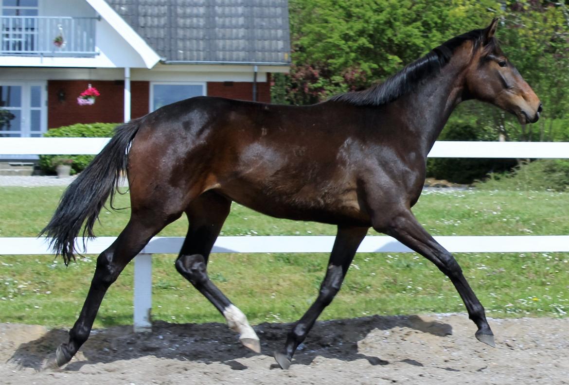 Dansk Varmblod Sanddallunds florina billede 20