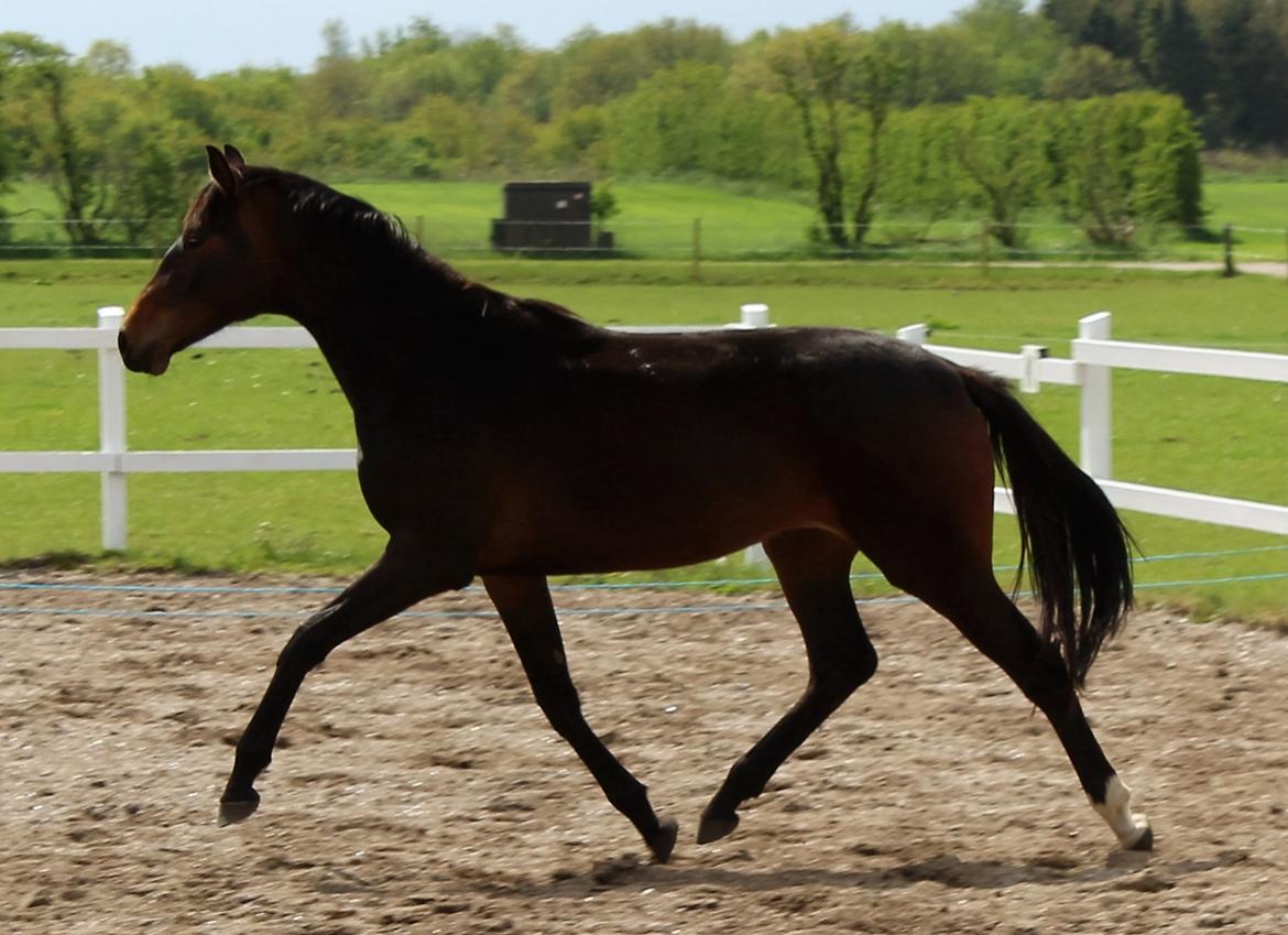Dansk Varmblod Sanddallunds florina billede 2