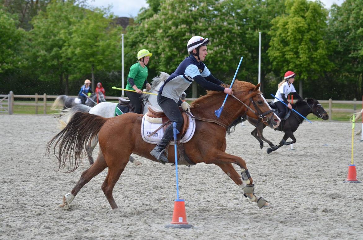 Hollandsk Sportspony Sonja - Vinder af DM par 2016 med Jens :)) - Taget af Anita Rasmussen billede 1