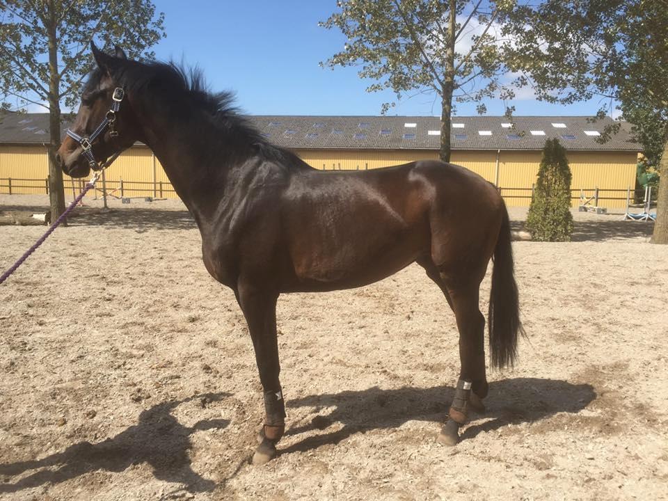 Dansk Varmblod Lygum's Rockzet billede 1