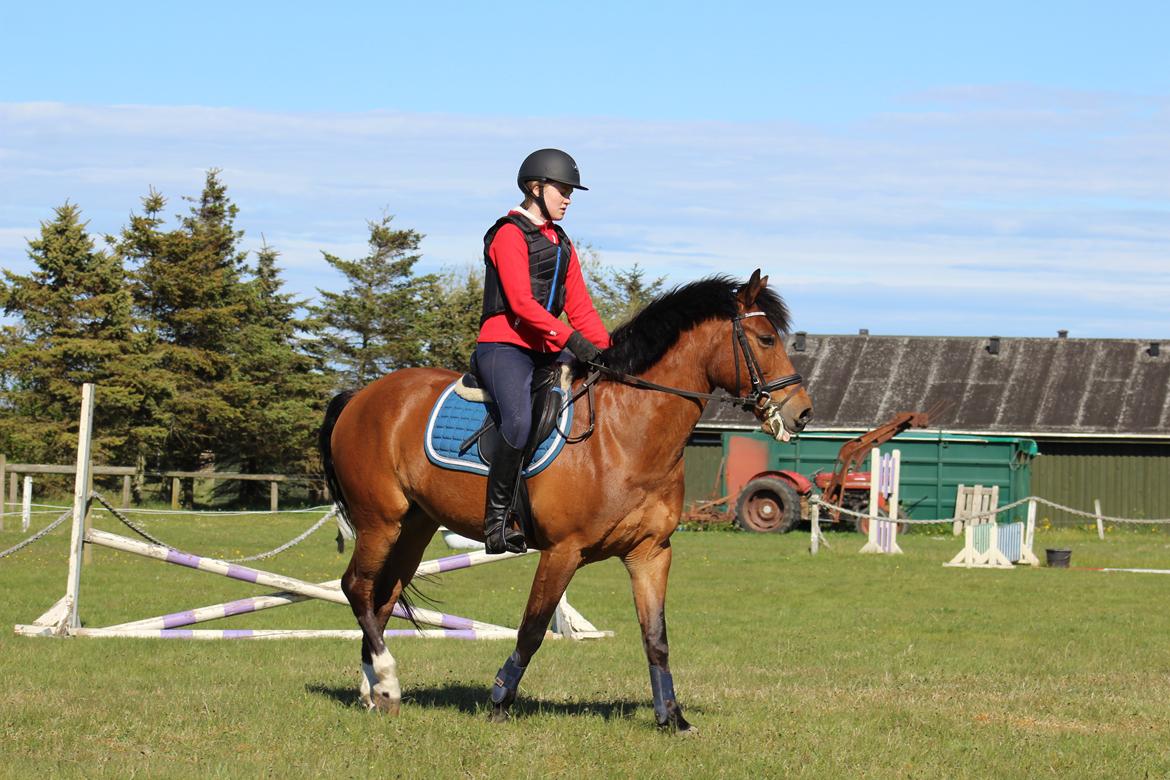 New Forest Rødtjørns Mr Ipkiss billede 2