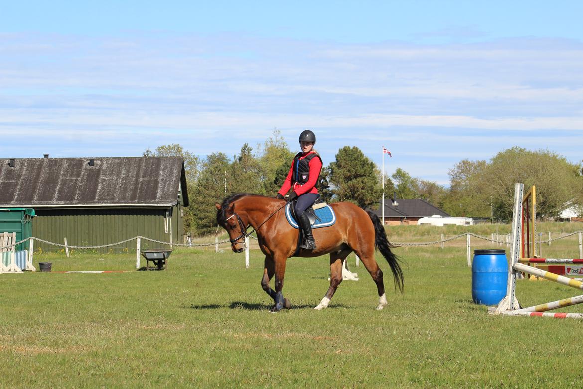 New Forest Rødtjørns Mr Ipkiss billede 6