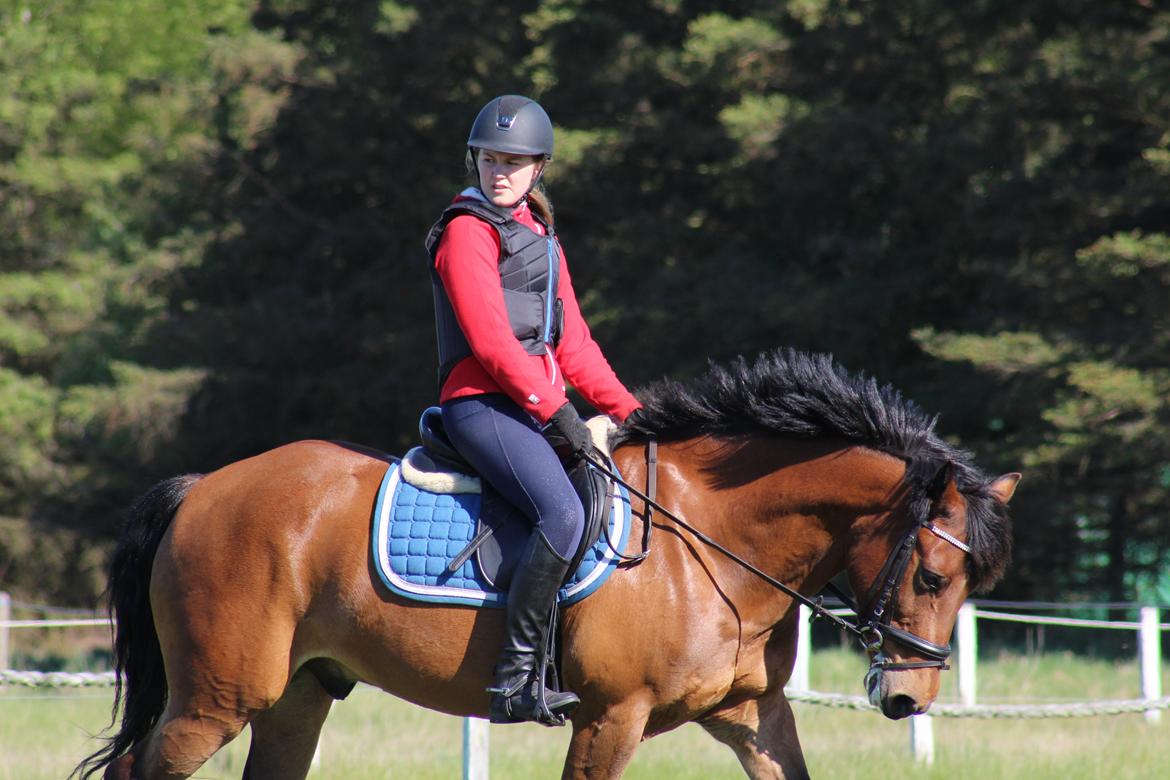 New Forest Rødtjørns Mr Ipkiss billede 3