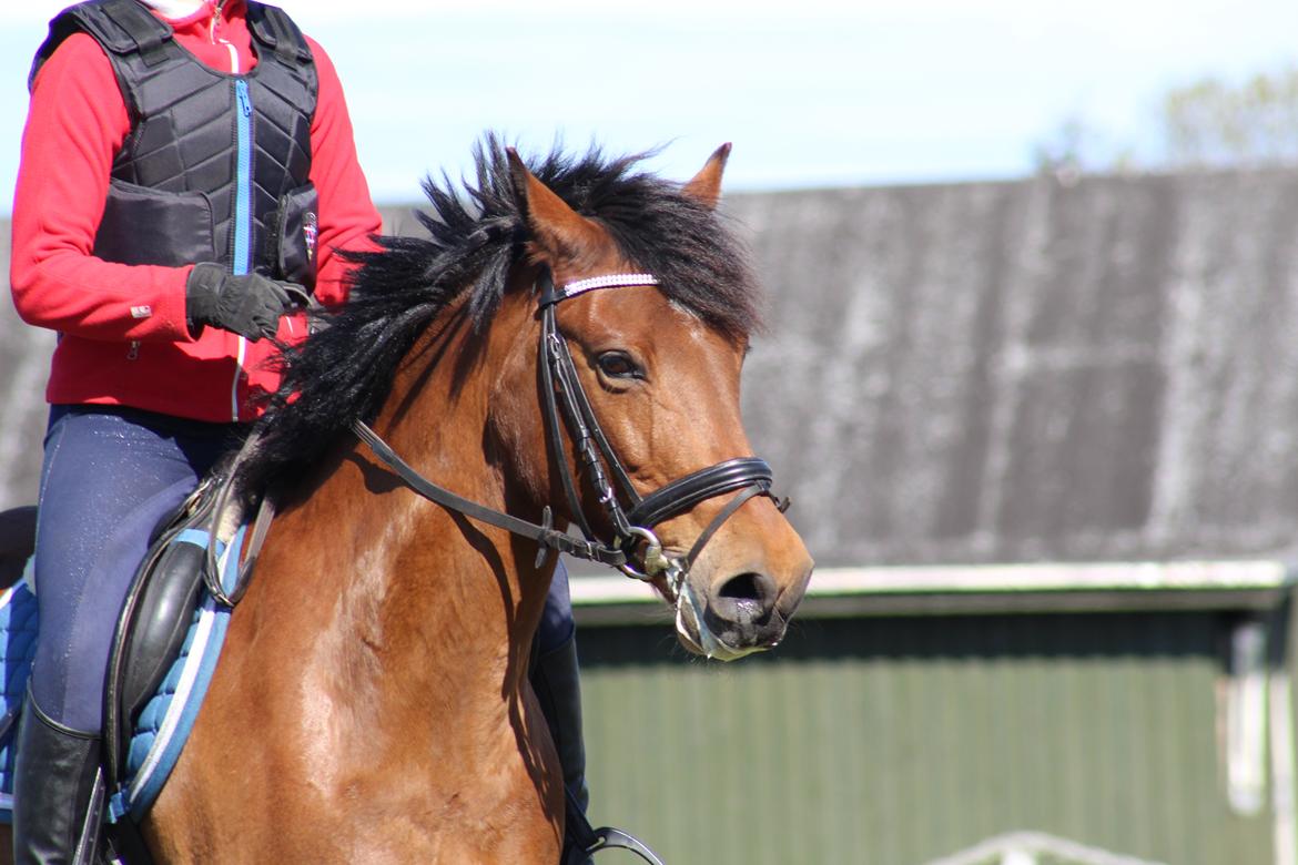 New Forest Rødtjørns Mr Ipkiss billede 5