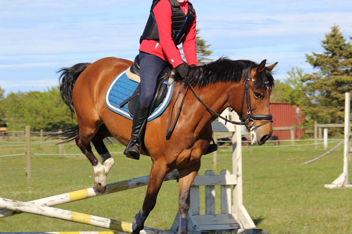 New Forest Rødtjørns Mr Ipkiss billede 8