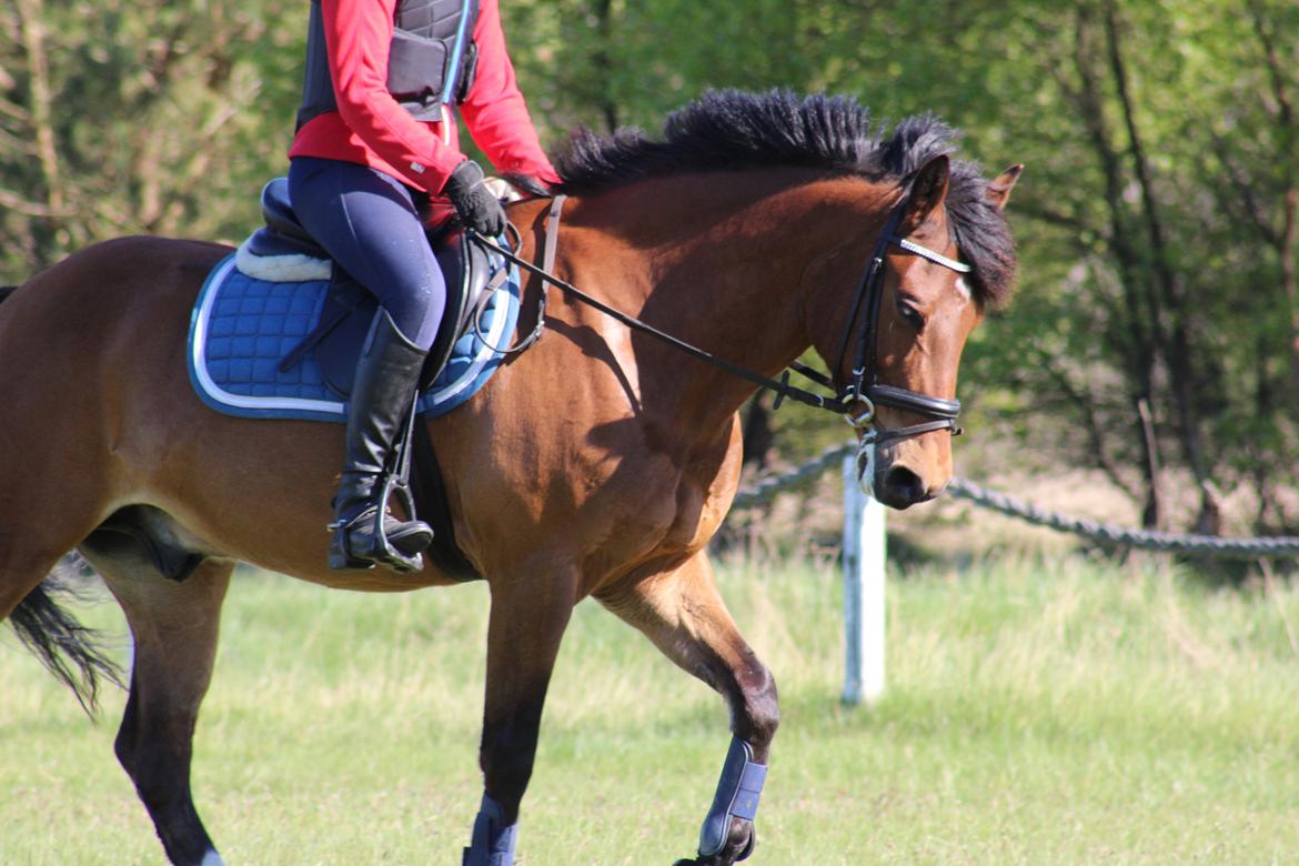 New Forest Rødtjørns Mr Ipkiss billede 12