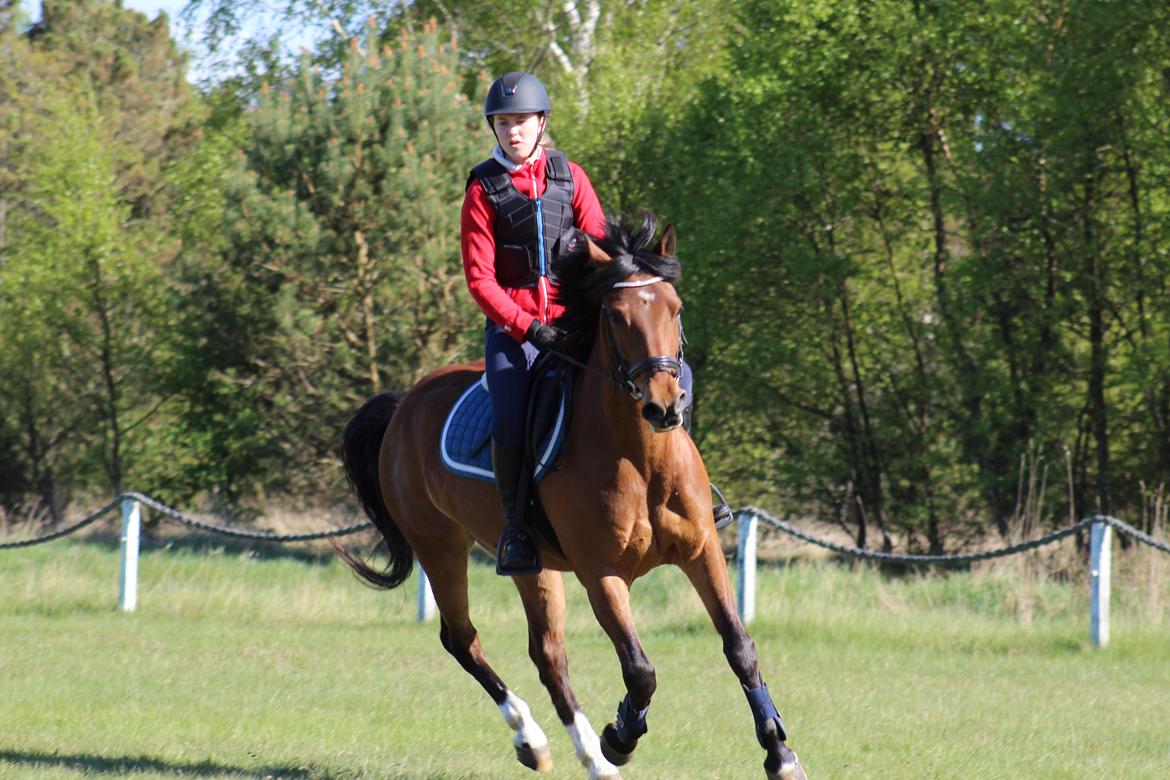 New Forest Rødtjørns Mr Ipkiss billede 9