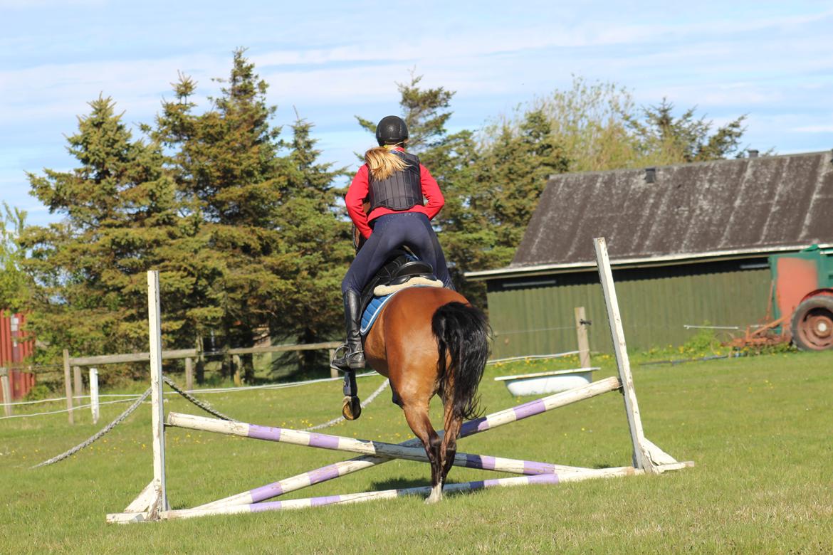 New Forest Rødtjørns Mr Ipkiss billede 10