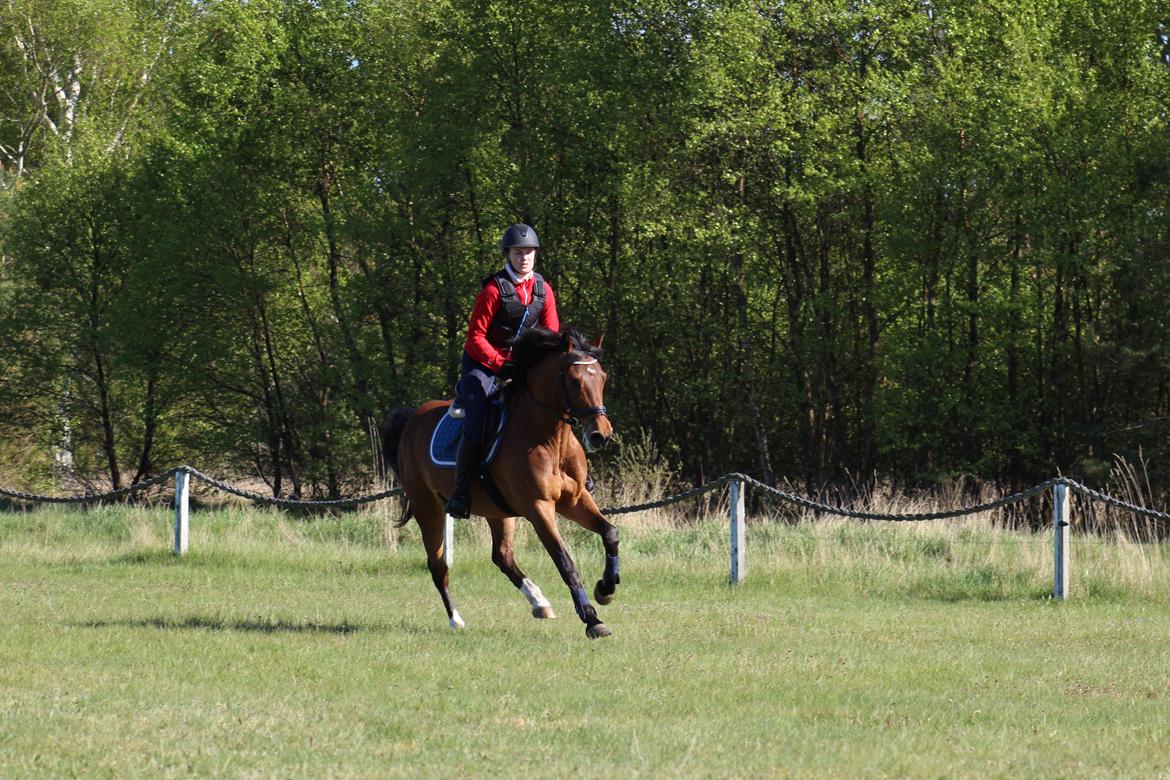 New Forest Rødtjørns Mr Ipkiss billede 11