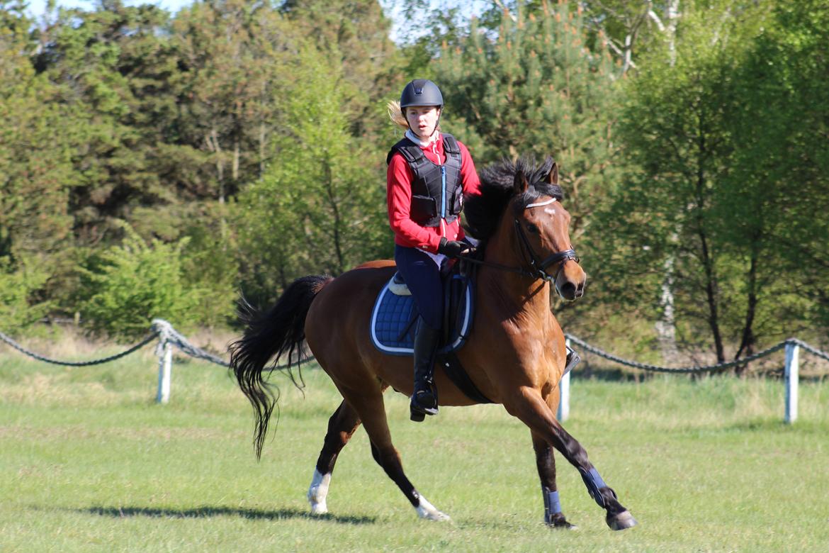 New Forest Rødtjørns Mr Ipkiss billede 4