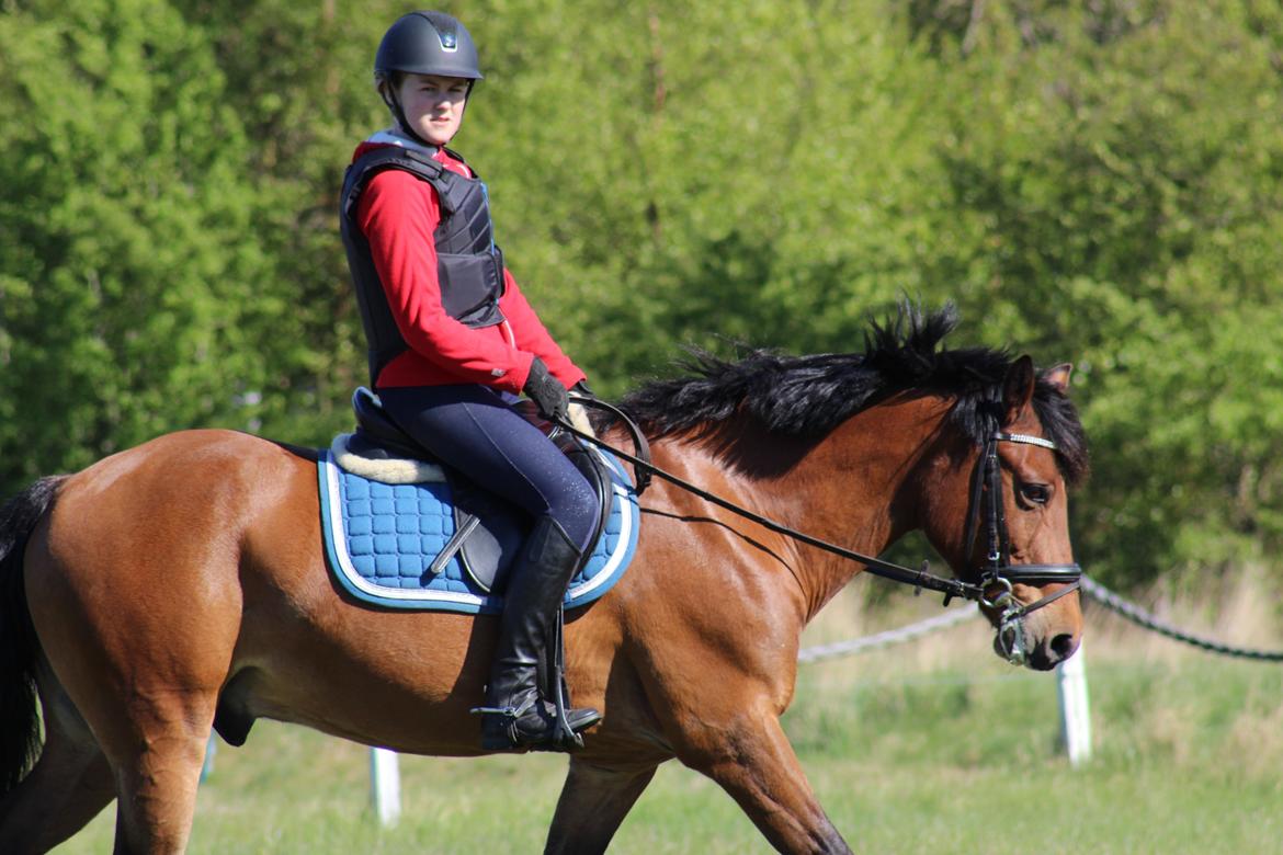 New Forest Rødtjørns Mr Ipkiss billede 7