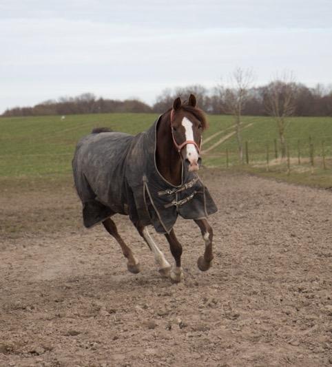 Anden særlig race Spirit billede 2