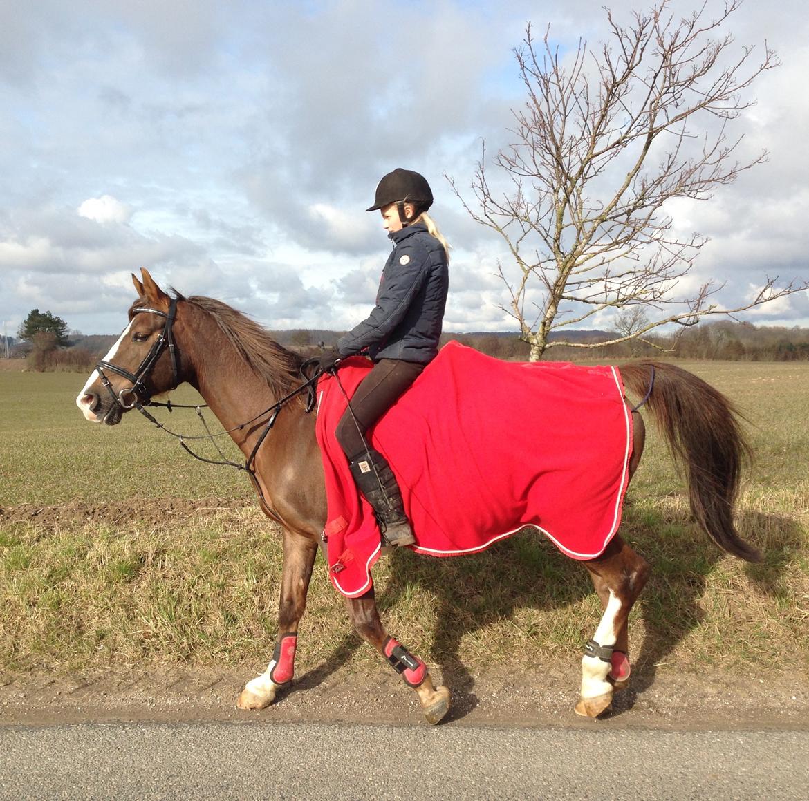 Anden særlig race Spirit billede 1