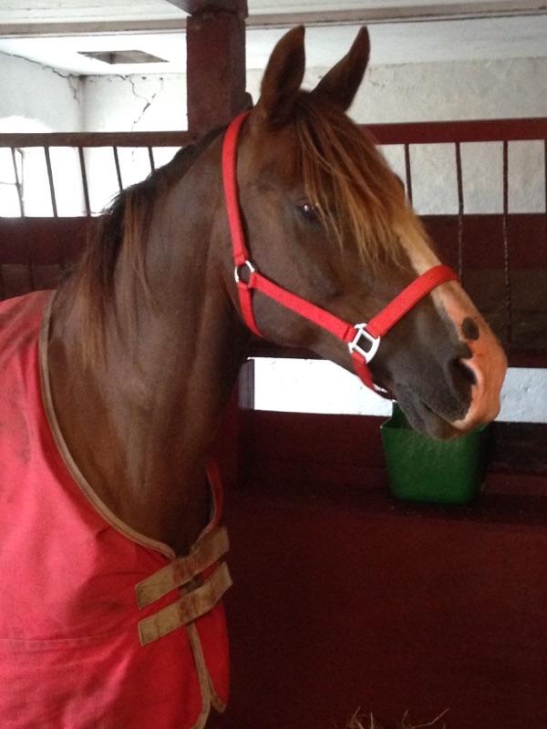 Anden særlig race Spirit billede 4