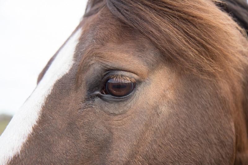 Anden særlig race Spirit billede 6