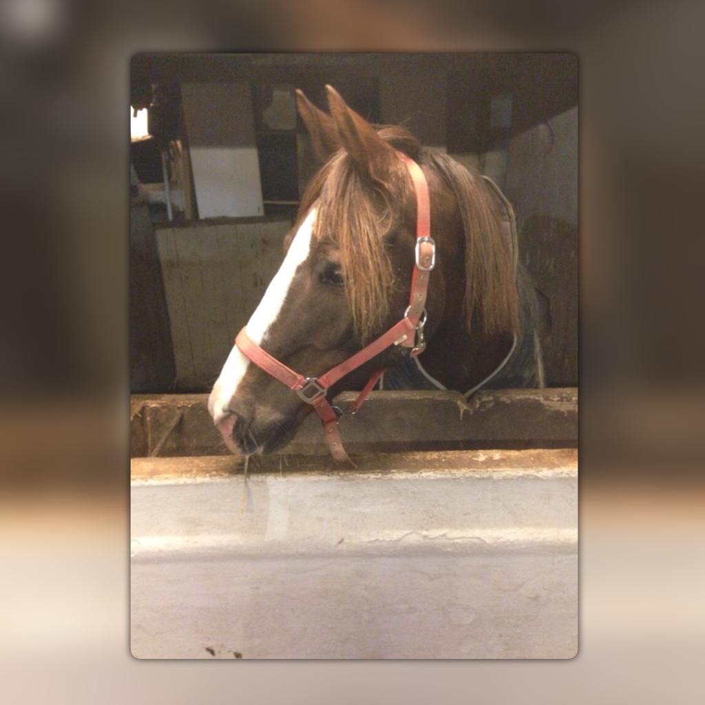 Anden særlig race Spirit billede 9