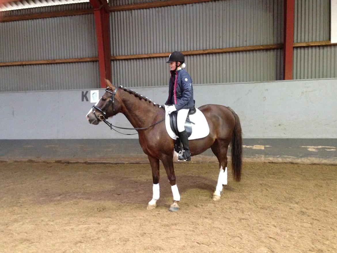 Anden særlig race Spirit billede 12