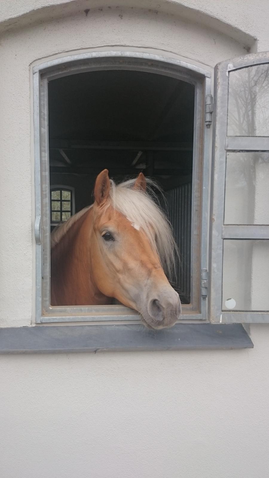 Haflinger Artaud Classwei af Åtte Bjerge billede 18