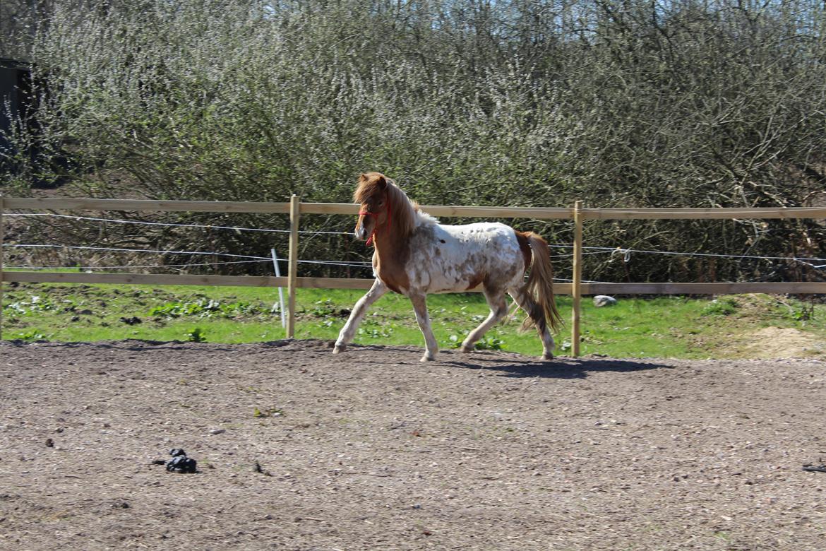 Islænder Drísill fra Cederborg billede 17
