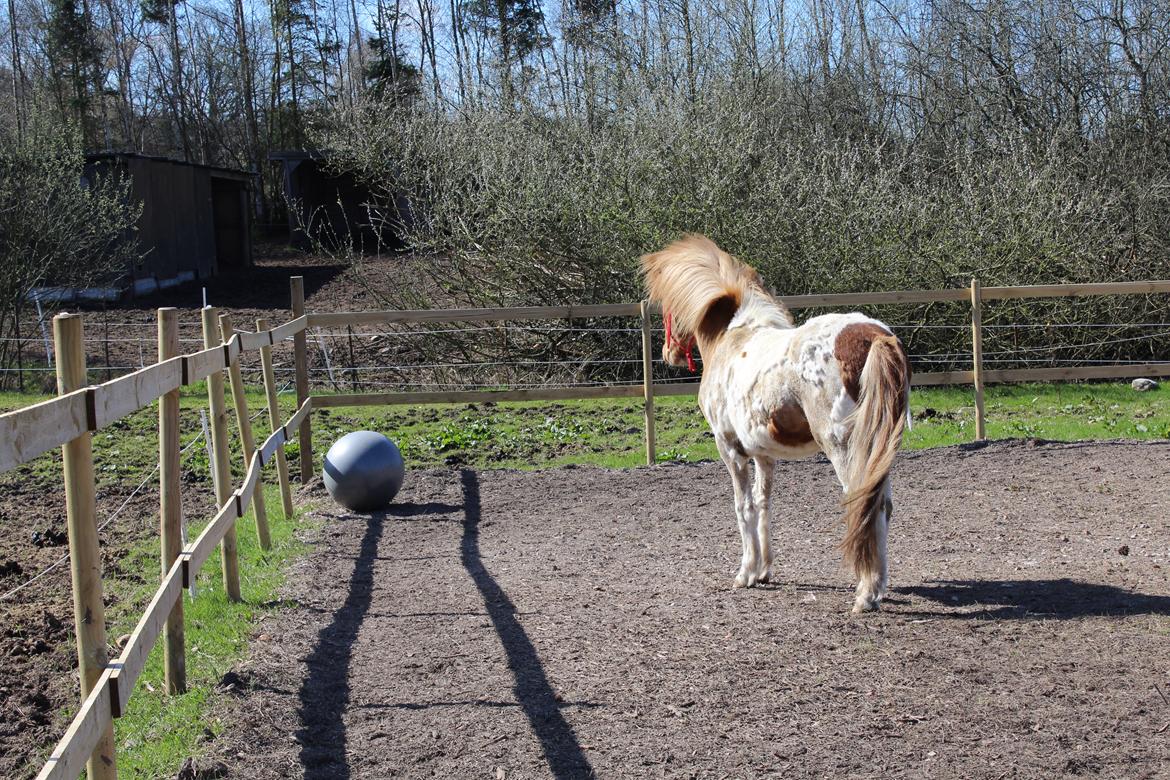 Islænder Drísill fra Cederborg billede 18