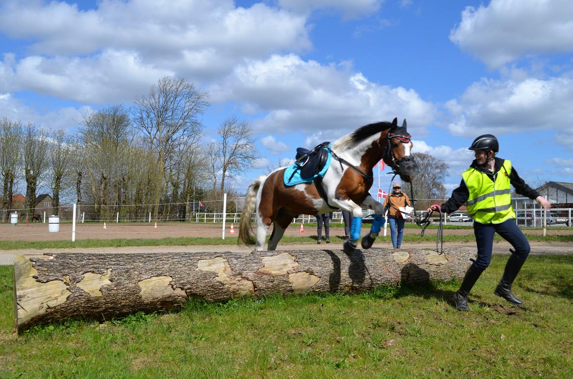 Anden særlig race Johnny Just For fun La cour (jolly) - spring over træstammen billede 5