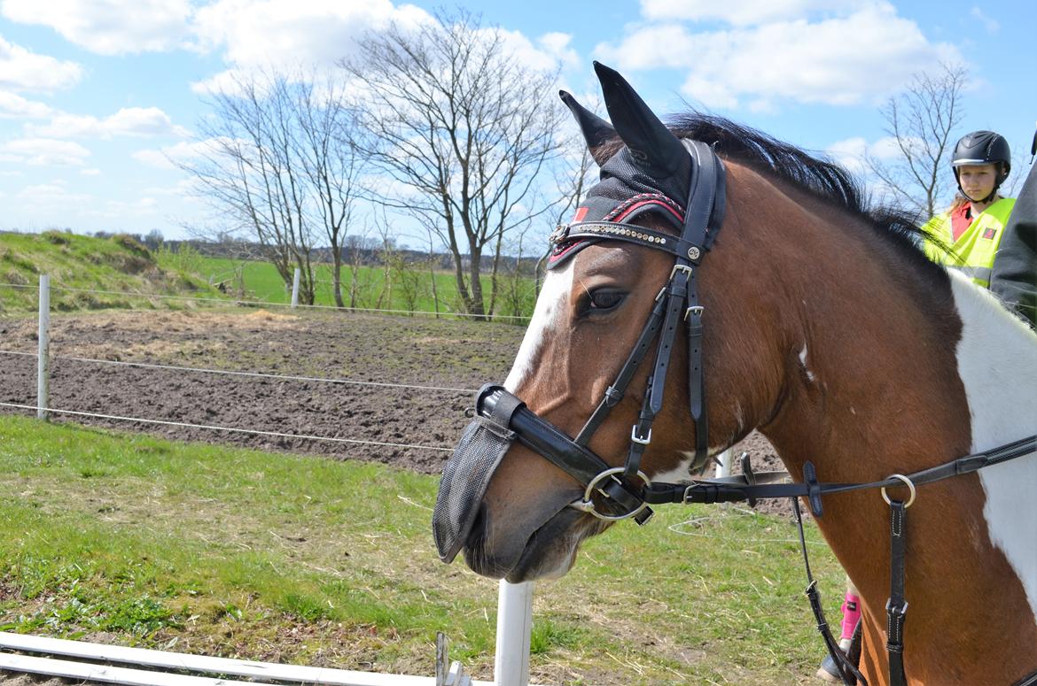 Anden særlig race Johnny Just For fun La cour (jolly) - jollys smulkke hoved billede 6