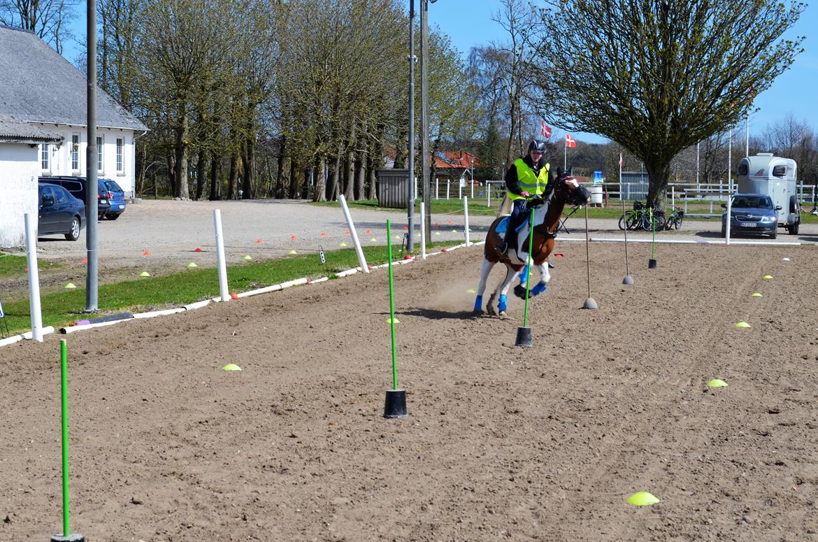 Anden særlig race Johnny Just For fun La cour (jolly) - slalom i fuld galop billede 15