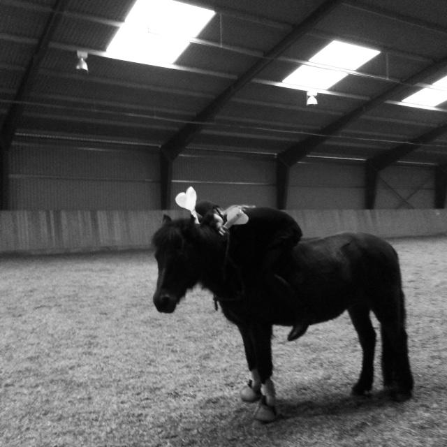 Anden særlig race Zoya billede 3