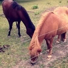 Anden særlig race Zoya billede 4