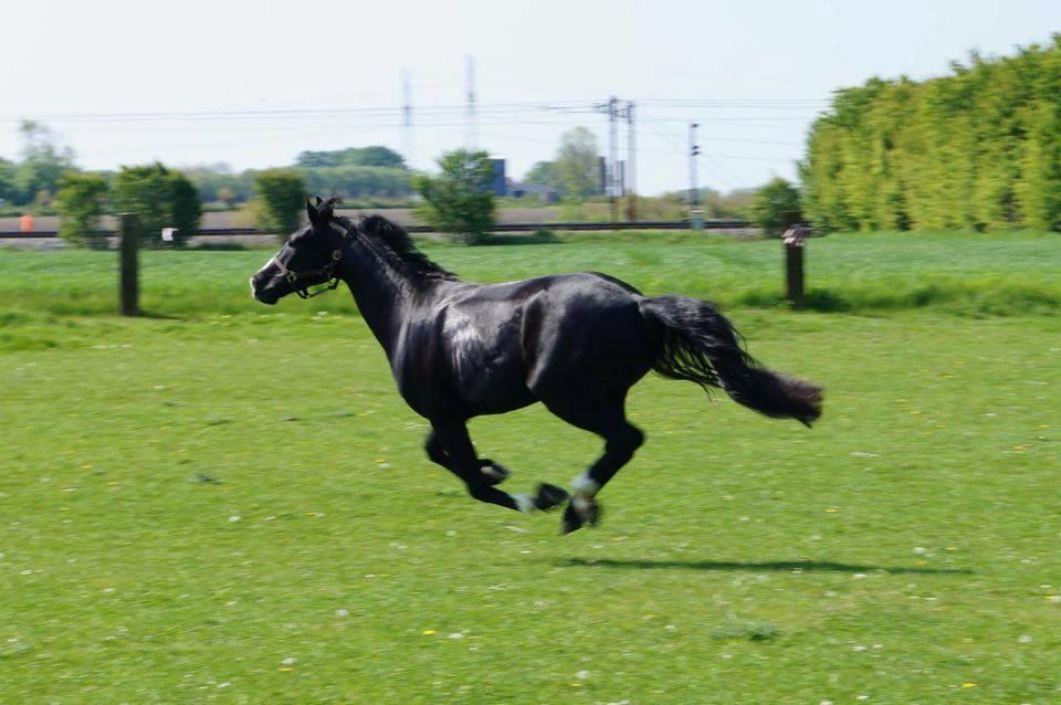 Dansk Varmblod Mosegårdens Derello "Frost" <3 billede 4