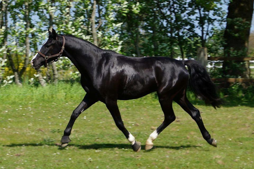 Dansk Varmblod Mosegårdens Derello "Frost" <3 billede 2