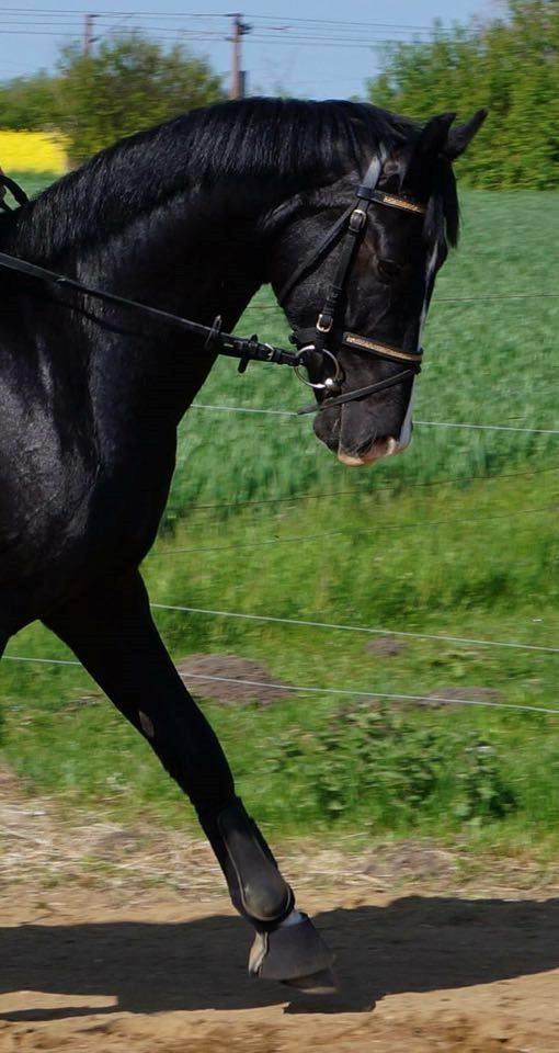 Dansk Varmblod Mosegårdens Derello "Frost" <3 billede 5