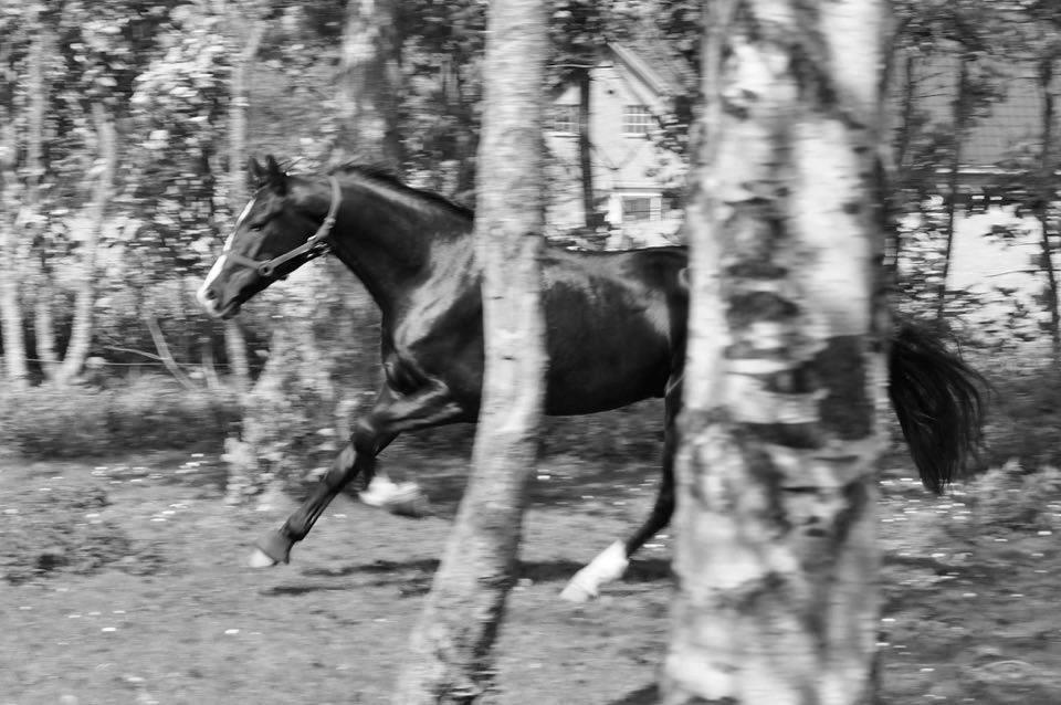 Dansk Varmblod Mosegårdens Derello "Frost" <3 billede 1