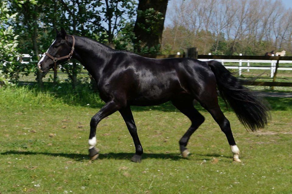 Dansk Varmblod Mosegårdens Derello "Frost" <3 billede 3