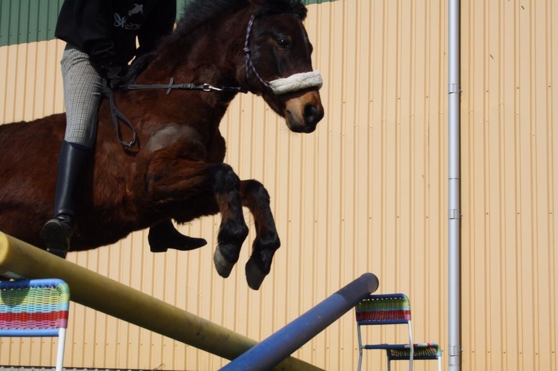 Anden særlig race Zoya billede 7