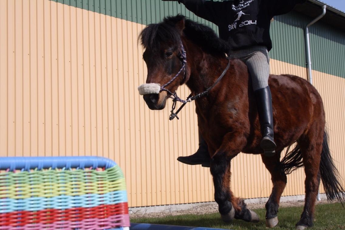 Anden særlig race Zoya billede 10