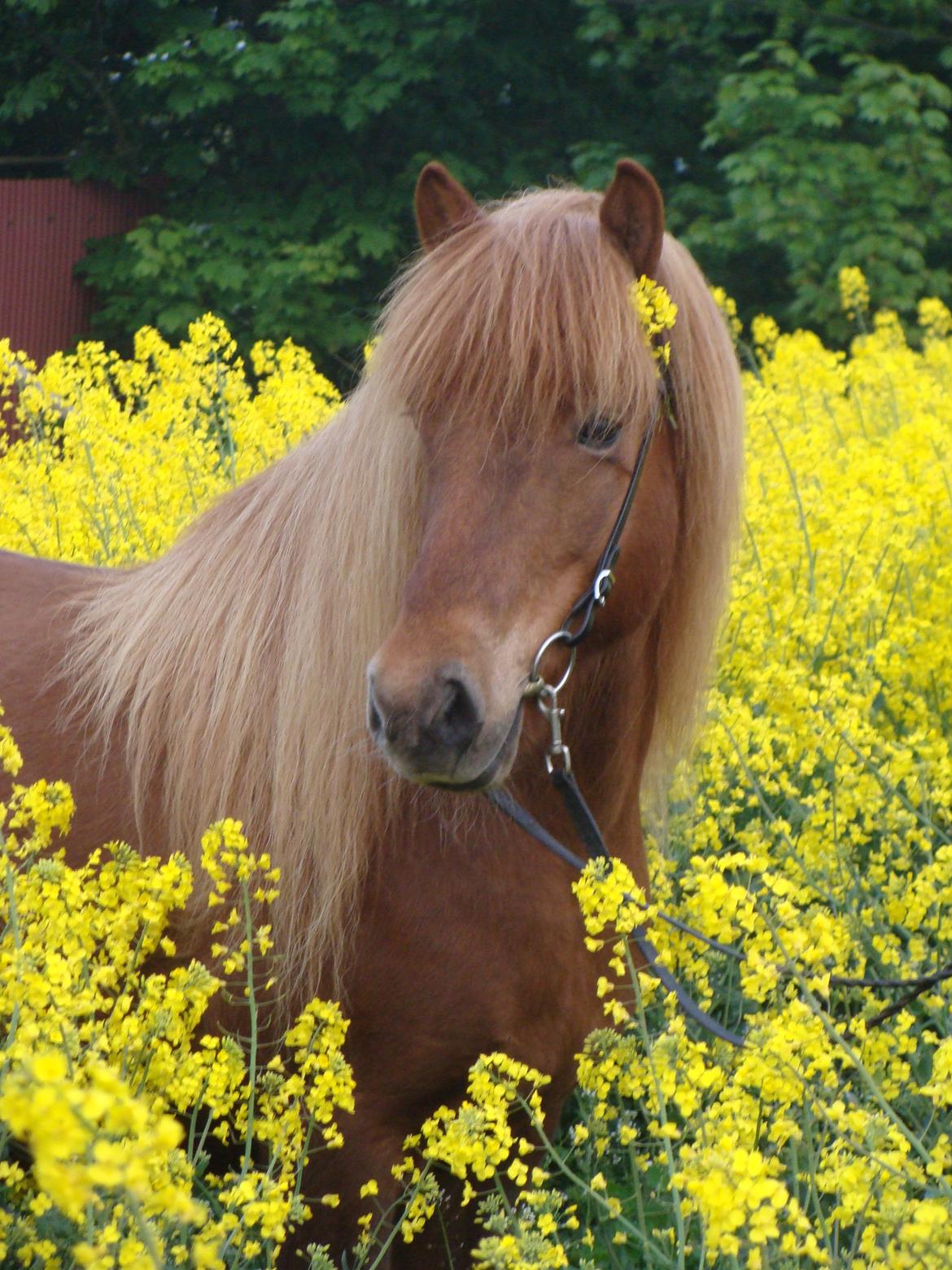 Islænder Skutla fra Anglesey billede 1