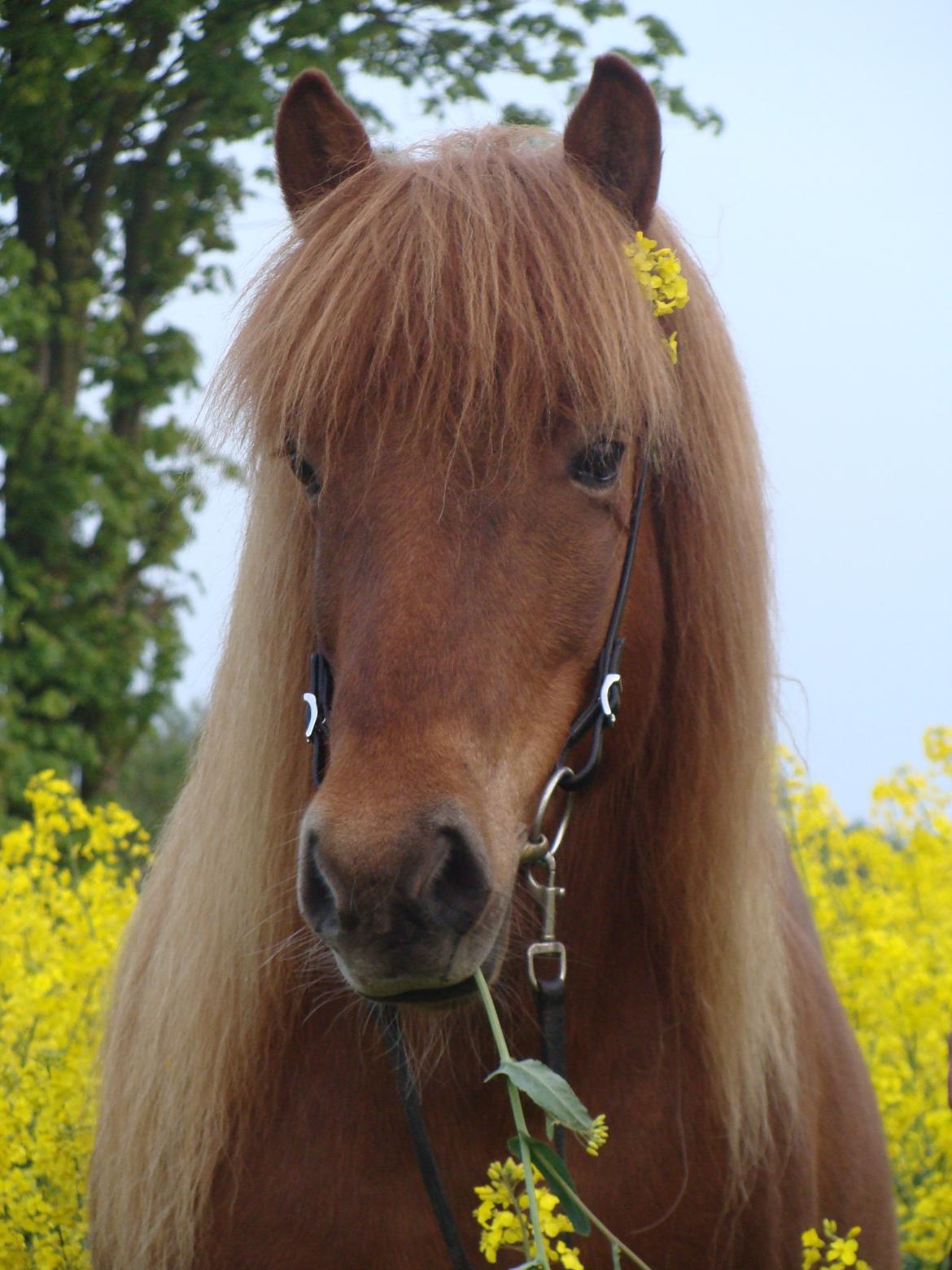Islænder Skutla fra Anglesey billede 8