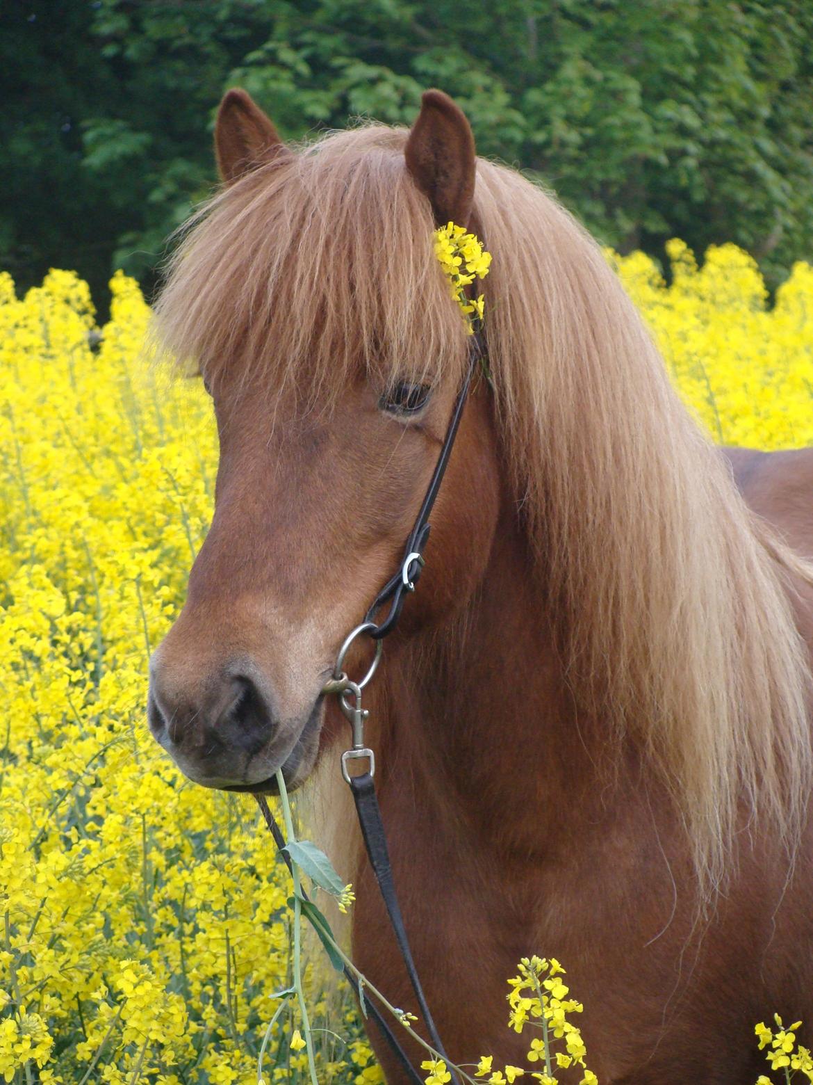 Islænder Skutla fra Anglesey billede 11