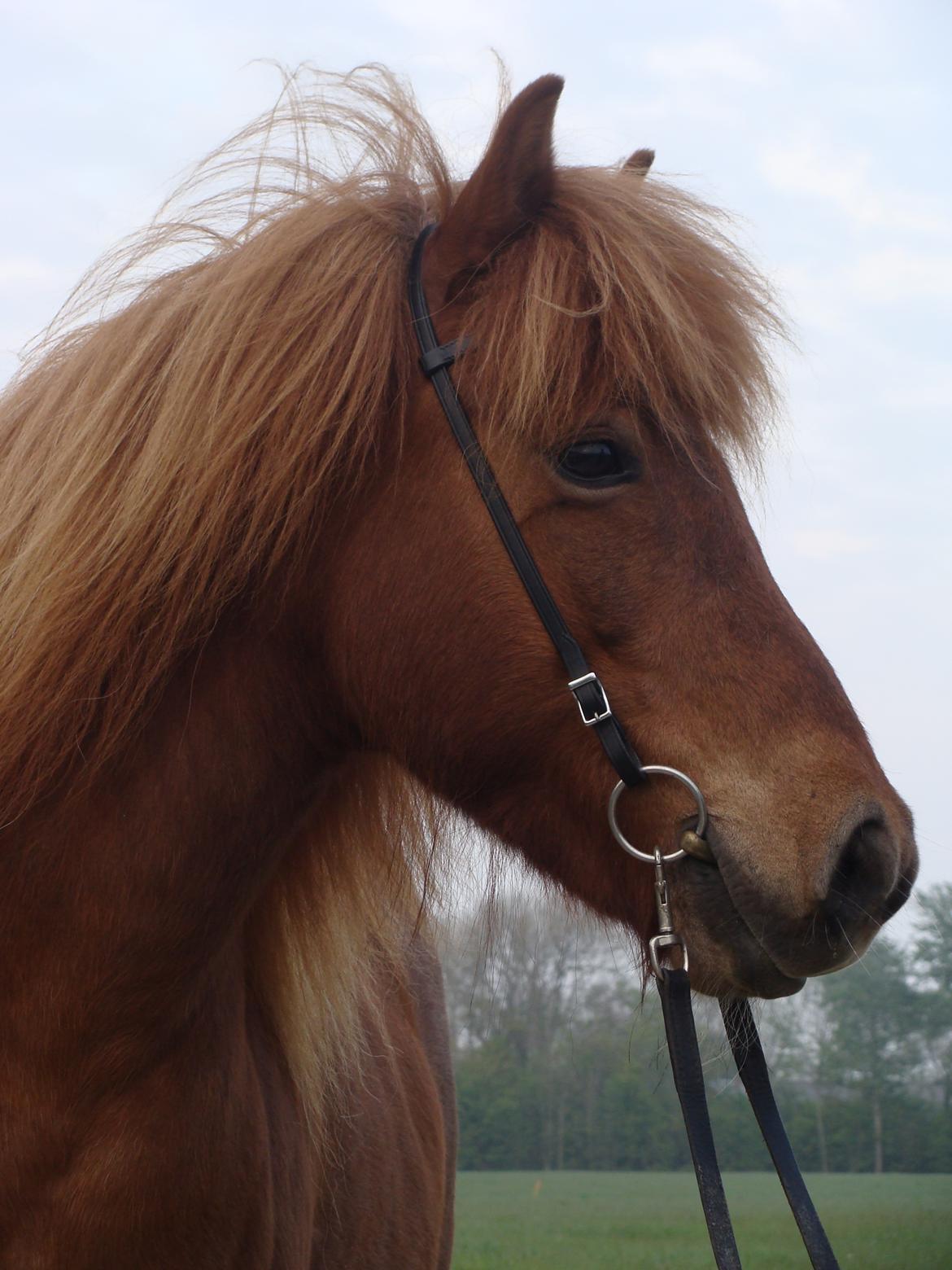 Islænder Skutla fra Anglesey billede 14