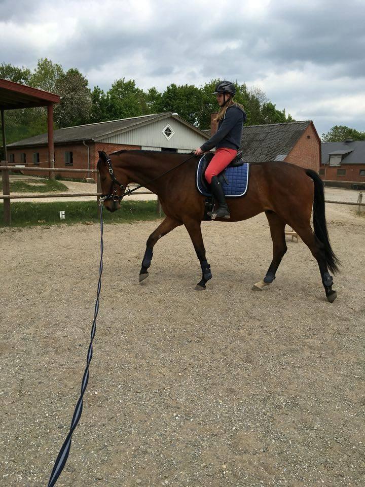 Dansk Varmblod Rosenlunds Benz  - Første gang med rytter :D 18/05 billede 11