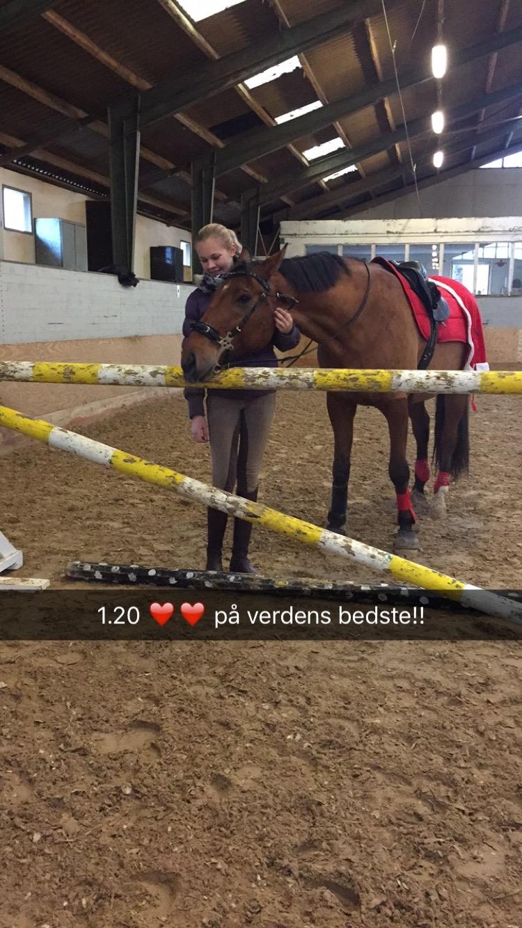 Dansk Varmblod Times square billede 1