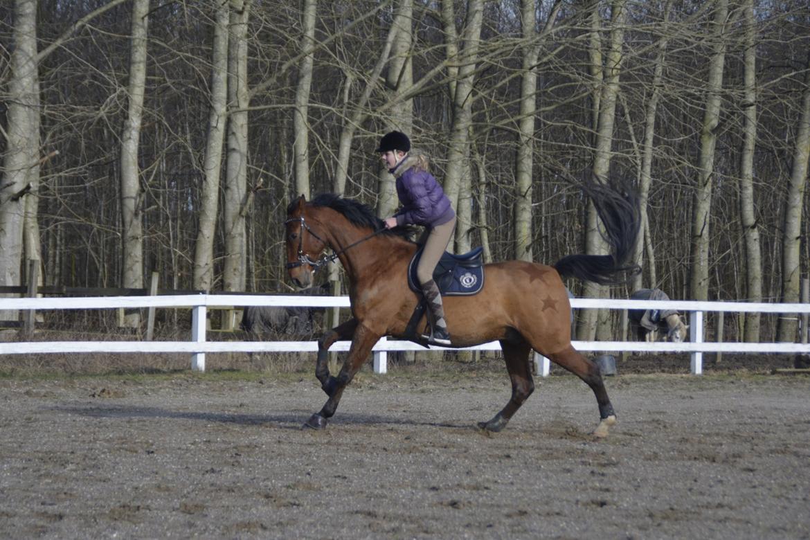 Dansk Varmblod Times square billede 3