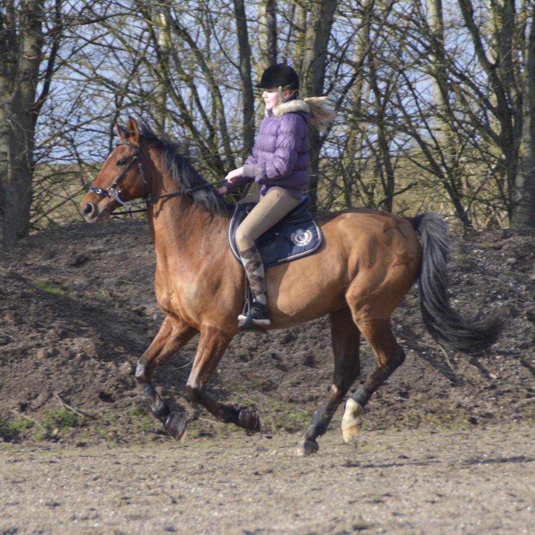 Dansk Varmblod Times square billede 4